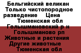 Бельгийский великан. Только чистопородное разведение. › Цена ­ 1 000 - Тюменская обл., Голышмановский р-н, Голышманово рп Животные и растения » Другие животные   . Тюменская обл.